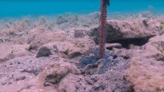 Биологи обнаружили существо-долгожителя