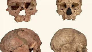 Человек разумный оказался старше на 100 тыс. лет