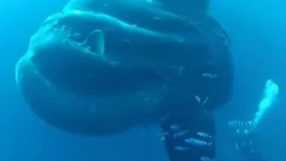 Огромные двухтонные рыбы скрывались от ученых 130 лет