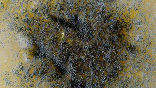 Грибы помешают колонизировать космос