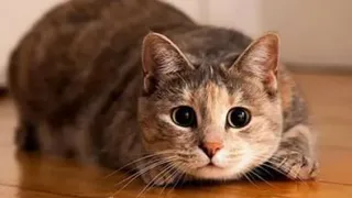 Животные заговорят со своими хозяевами через 10 лет