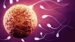 Человечество вымрет из-за спермы