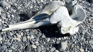 В Китае нашли новый вид крылатых динозавров с гребнем на голове