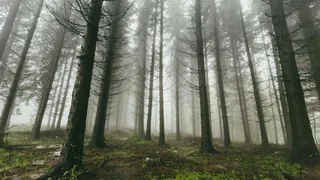 Ученые нашли «тайный сад» с плотоядными растениями и вымирающими животными