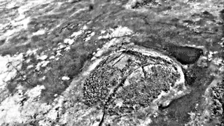 «Мины» в тундре