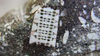 Тайна камня с «микрочипом» возрастом полмиллиарда лет