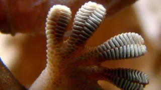 Робот-уборщик с лапками геккона наведёт на орбите порядок