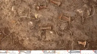 Археологи нашли на Мысе смерти в Карелии захоронение викингов в ладье