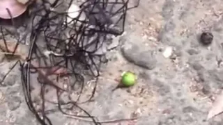 Огромный инопланетный паразит напугал жителей Тайваня