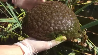 Колония водных организмов в Канаде