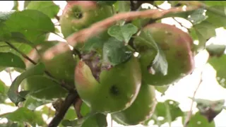 Тамбовские яблоки отправят в космос