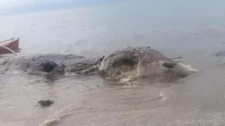 На побережье Филиппин обнаружена туша неизвестного животного
