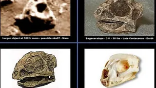 На Марсе удалось обнаружить останки динозавров