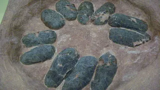 В России впервые нашли яйцо динозавра