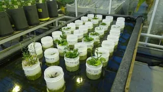 «Марсианская» почва оказалась пригодной для жизни червей