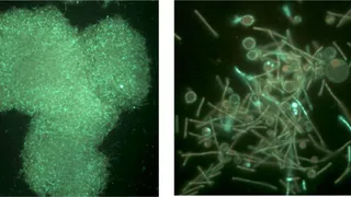 Новая технология получения пищи в космосе  предложена учеными