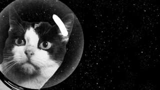 Эксперты уверены, что коты присланы на Землю пришельцами, чтобы контролировать каждый шаг человека, есть и коты-потрошители