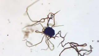 Правда об окаменелостях на Марсе