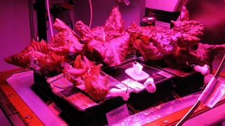 На МКС доставят оранжерею