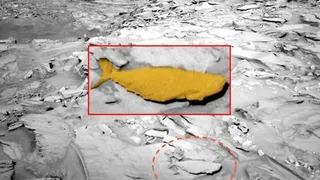 На Марсе нашли селедку