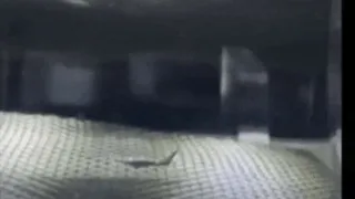 НАСА представило новых мини-роботов, способных летать на Марсе