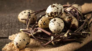 На МКС отправят инкубатор с перепелиными яйцами