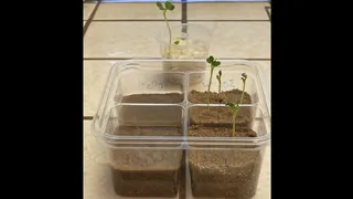 Ученый НАСА вырастил редиску в лунном грунте