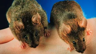 Миостатин помог мышам не потерять мышечную массу в условиях космоса