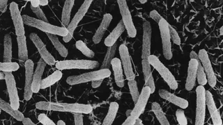 Астробиологи предложили добывать металлы на астероидах и других планетах с помощью бактерий-«шахтеров»