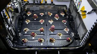 На МКС собрали первый урожай редиса