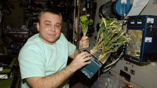 Рогозин предложил "закалять" растения в космосе