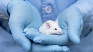 Японские ученые выращивают эмбрионы мышей в космосе