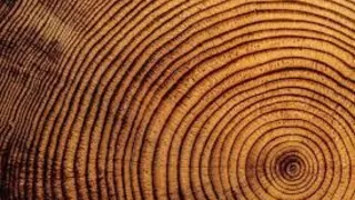 Ученые изучают древние леса, чтобы раскрыть тайны солнечных бурь