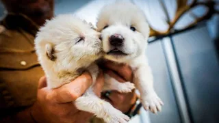 Возвращение из ледникового плена: ученые возродили ужасного волка