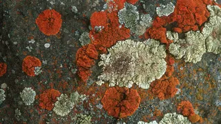 Как планируют выращивать дома на Марсе: синтетический лишайник против проблем доставки стройматериалов