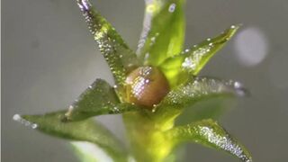 Космический вызов: как неприметный мох пережил адские условия вакуума