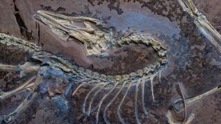 Как эволюционировали птицы: новые открытия переписывают историю полёта