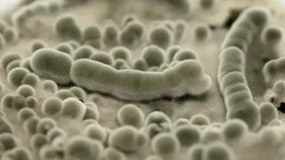 Грибок, которому не страшен Марс